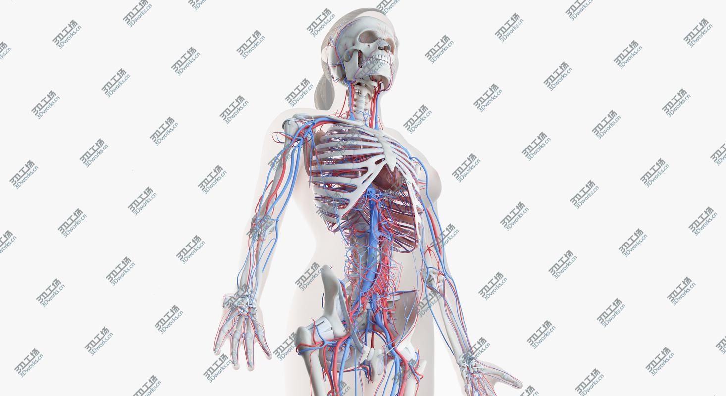 images/goods_img/202104094/Female Skin, Skeleton And Vascular System model/2.jpg